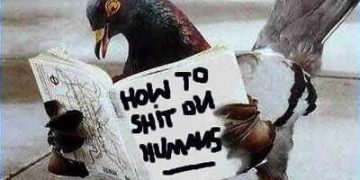 Hood pigeons