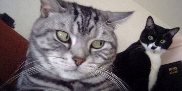 Cats giving epic side-eye
