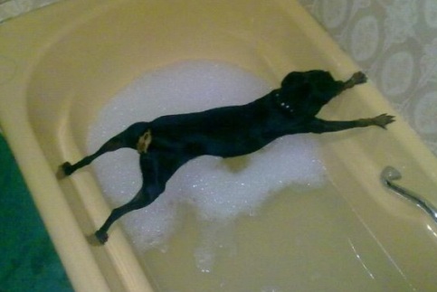 Planking dog Planking dog