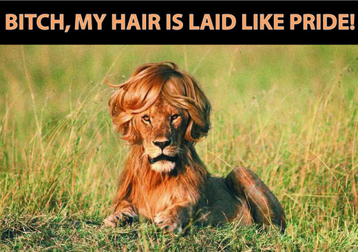 Bitch Pride Lion Hair is Laid