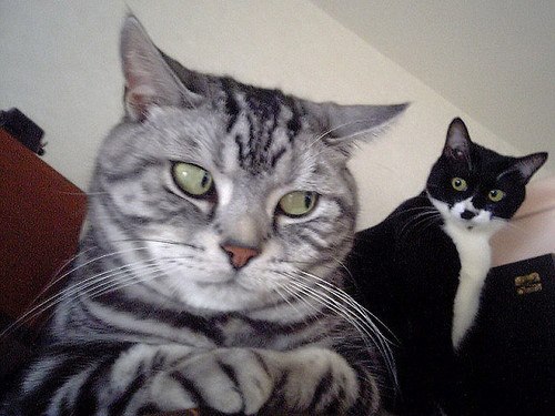 Cats giving epic side-eye