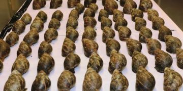 African Snails