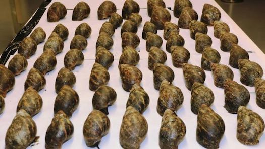 African Snails