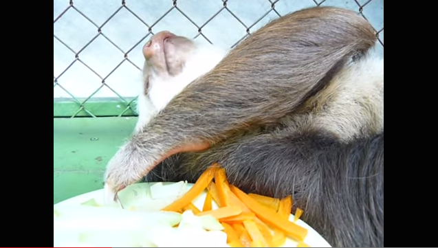 Eating Sloth