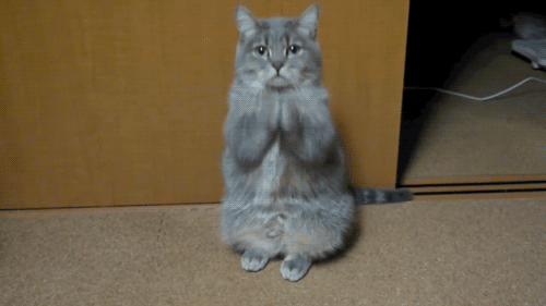 what the fuck cat gif