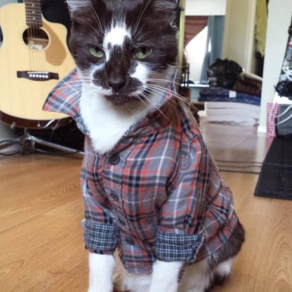 cat-with-shirt-on